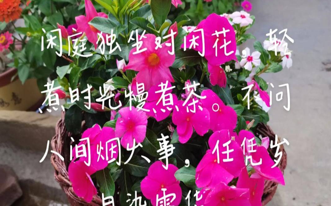 无论清茶是浓是淡,茶与花相遇的句子 无论清茶是浓是淡,茶与花相遇的句子