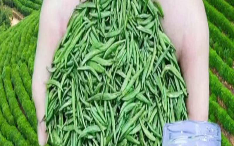 嫩芽茶叶是好茶叶吧,嫩芽绿茶都有什么品种
