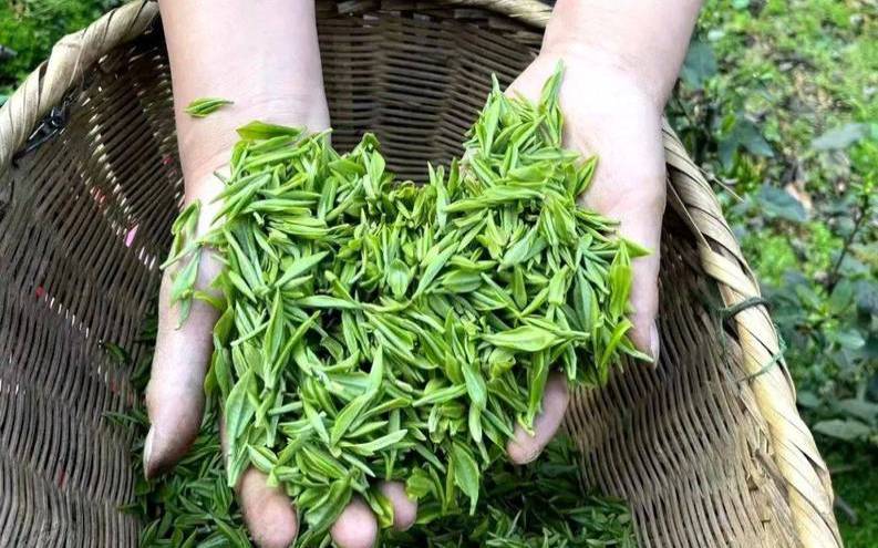 刚采下来的茶叶叫什么,哪里盛产茶叶 刚采下来的茶叶叫什么,哪里盛产茶叶