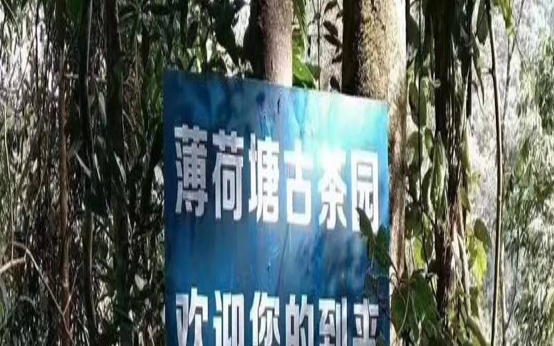 薄荷糖普洱是哪个茶山的,薄荷塘普洱茶
