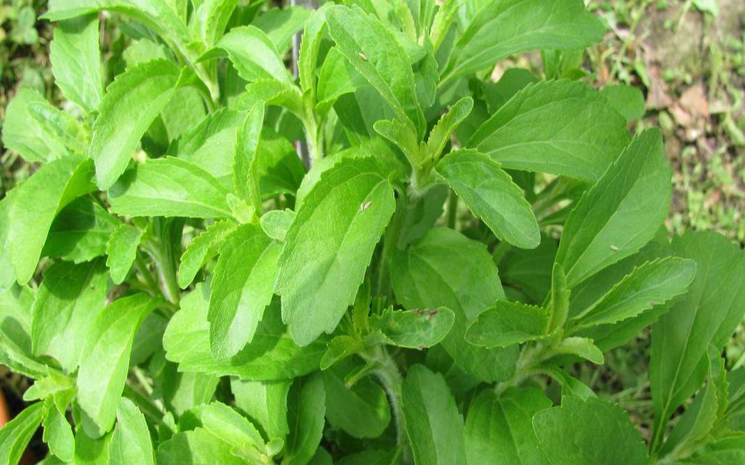 甜叶菊别名叫什么,甜叶菊的功效与主治 甜叶菊别名叫什么,甜叶菊的功效与主治