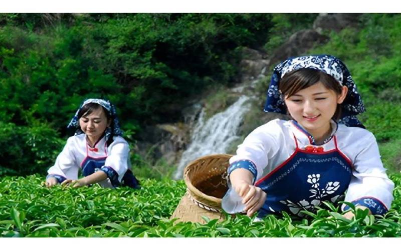 青衣美人茶有什么功效,天下第一名茶是什么茶 青衣美人茶有什么功效,天下第一名茶是什么茶