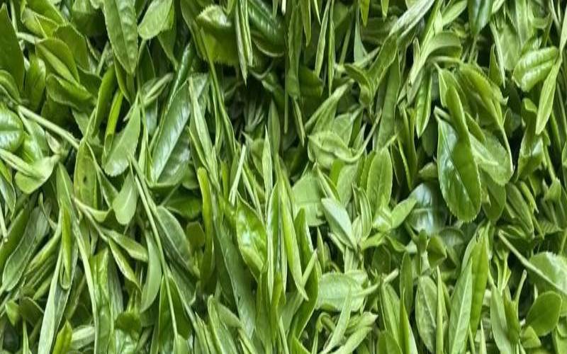 茶叶可以直接喝下去吗,干嚼茶叶的毒性有多强