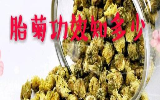 胎菊好还是白菊好,菊花与胎菊哪个功效好 胎菊好还是白菊好,菊花与胎菊哪个功效好