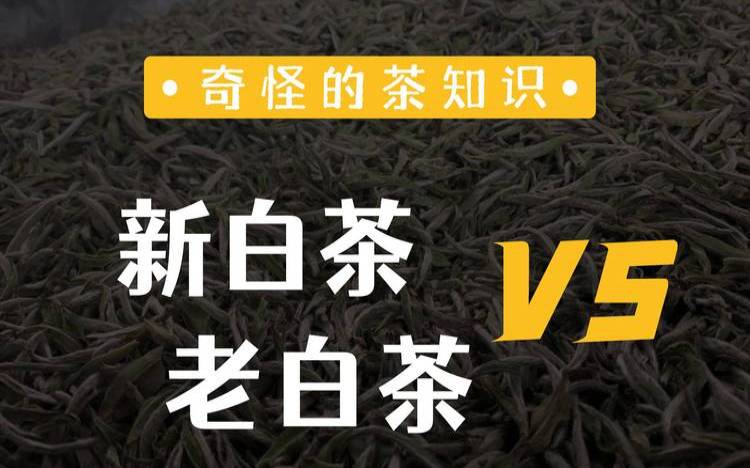 老白茶新白茶的区别,老白茶一斤多少钱 老白茶新白茶的区别,老白茶一斤多少钱