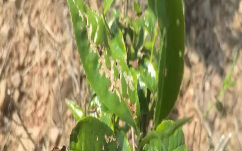 茶园病虫害绿色防治技术,茶树的病虫害及防治