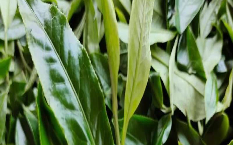 娜罕古树茶2020年价格,曼糯古树茶口感特点 娜罕古树茶2020年价格,曼糯古树茶口感特点