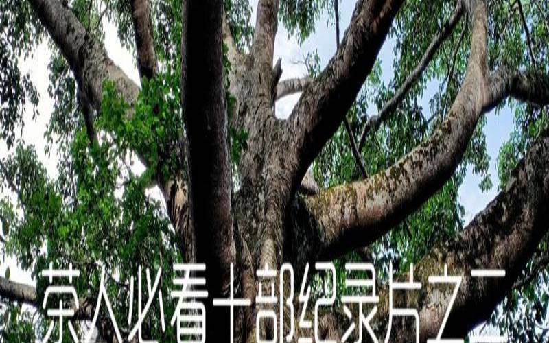 山上有树树上有树枝,茶一片树叶的故事 山上有树树上有树枝,茶一片树叶的故事