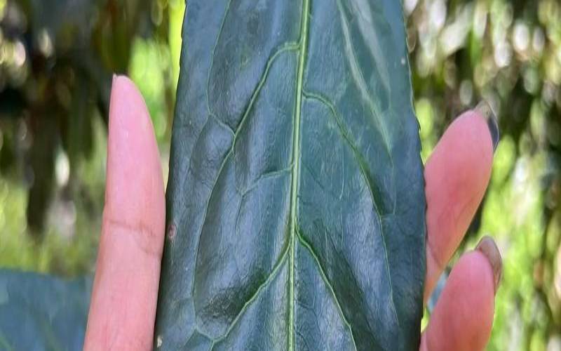 古树茶的叶子大吗,古树茶叶片特征 古树茶的叶子大吗,古树茶叶片特征