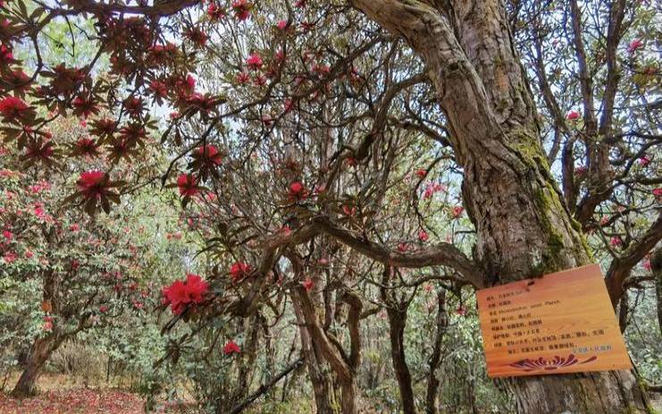 茶马古道地形特征,丽江茶马古道介绍 茶马古道地形特征,丽江茶马古道介绍