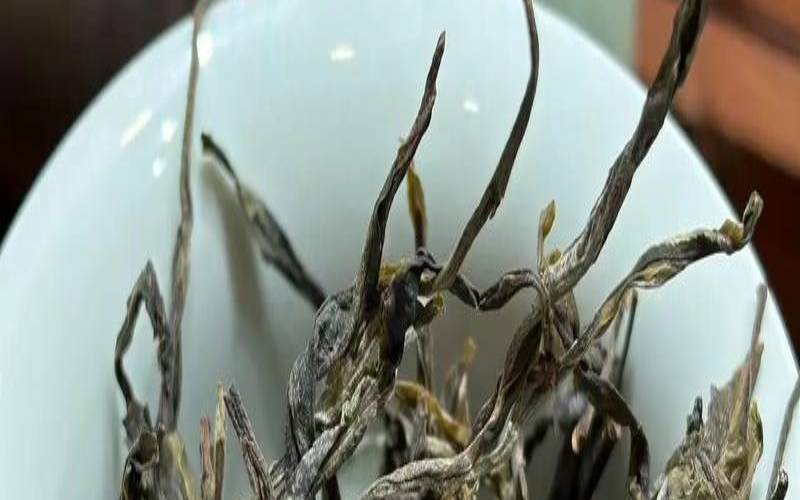 白莺山古树茶口感特点,白莺山茶树品种有哪些