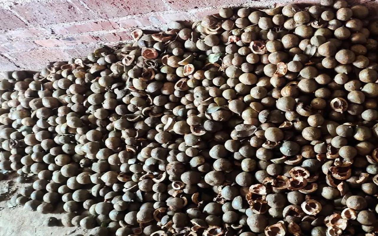 茶籽壳的功效与作用点,茶麸的药用功效