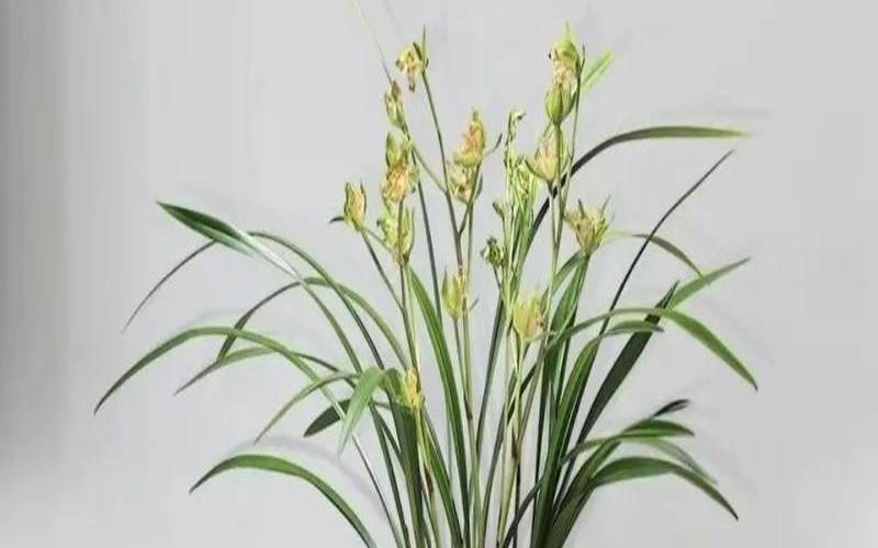 岭南奇碟兰花,荒野老枞红茶价格 岭南奇碟兰花,荒野老枞红茶价格