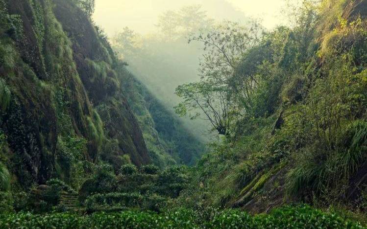云南十大名茶山,普洱市有名的茶山 云南十大名茶山,普洱市有名的茶山
