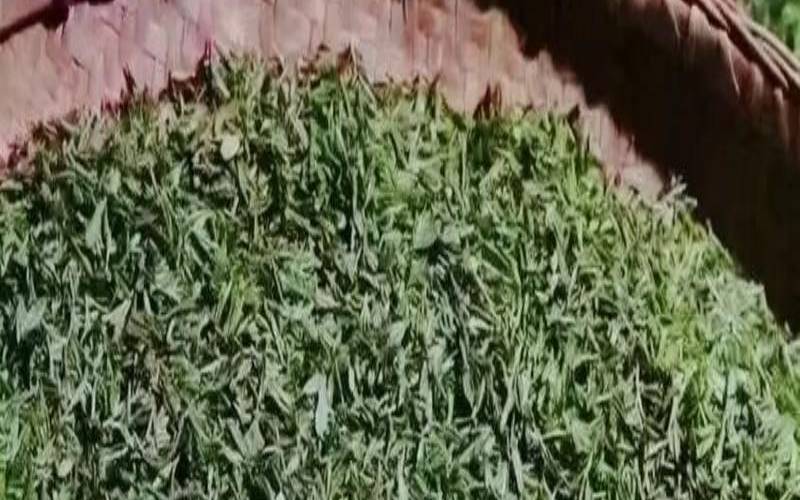 信阳毛尖的制作工艺流程,信阳毛尖茶汤浑浊正常吗