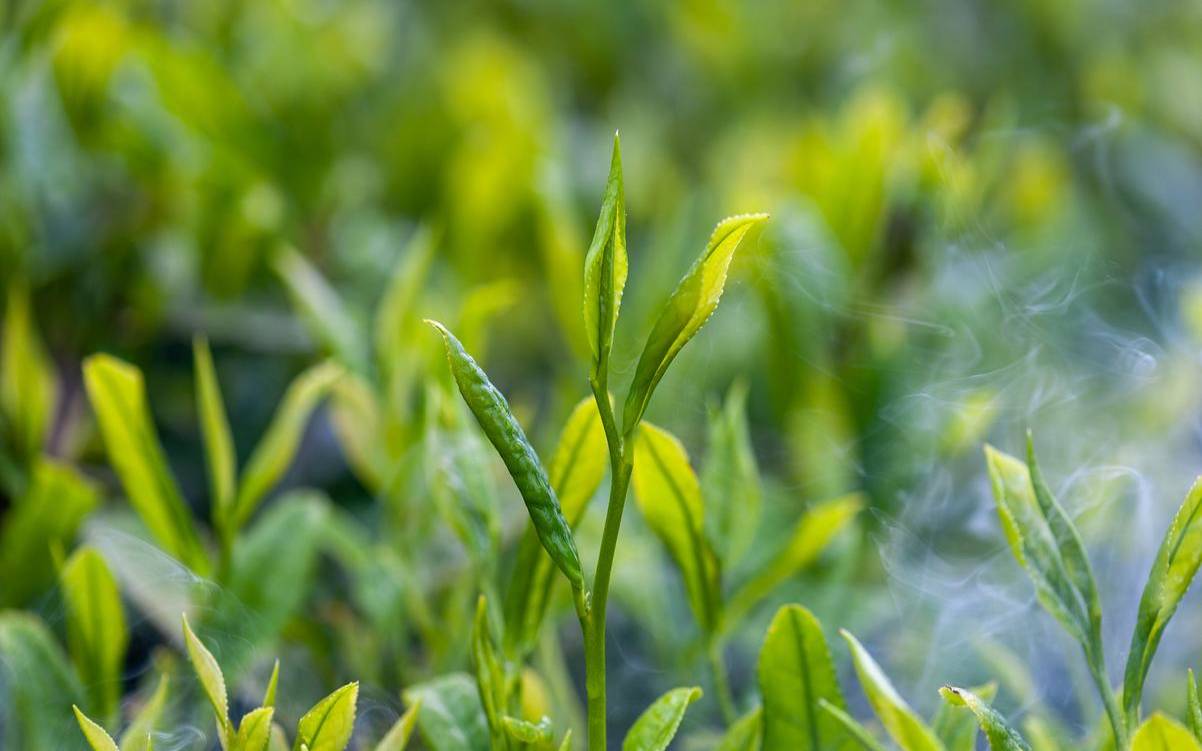 松萝茶是哪里的特产,红松萝茶是什么茶 松萝茶是哪里的特产,红松萝茶是什么茶