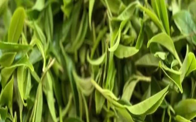潮州东方红茶叶价格图片,凤凰东方红茶叶价格多少 潮州东方红茶叶价格图片,凤凰东方红茶叶价格多少