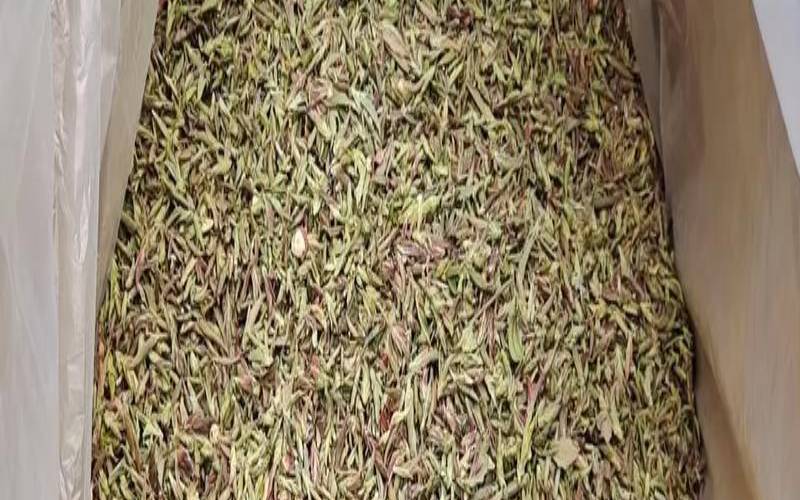 普洱芽孢怎么存放,野生紫芽苞的冲泡特征 普洱芽孢怎么存放,野生紫芽苞的冲泡特征