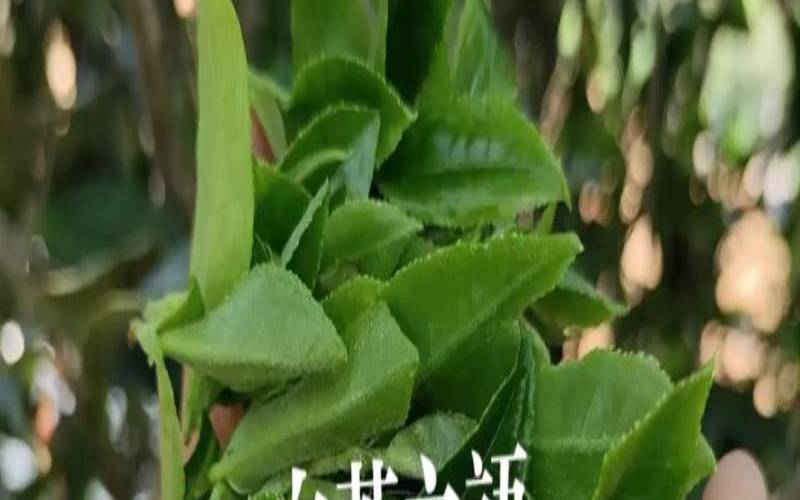 宜兴白茶的功效与作用,江苏溧阳白茶属于什么茶 宜兴白茶的功效与作用,江苏溧阳白茶属于什么茶