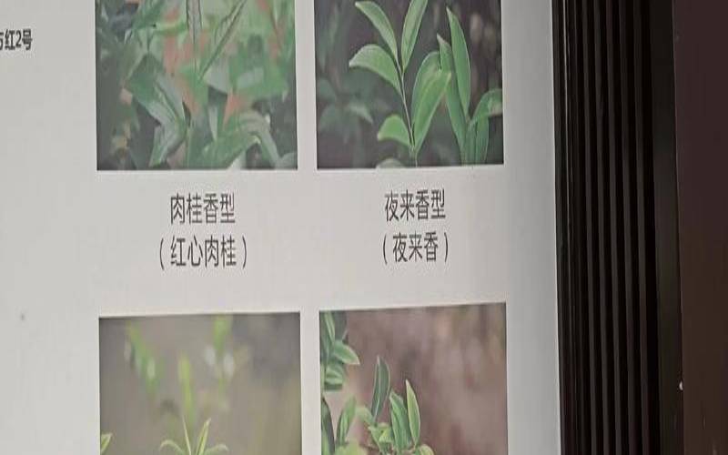 广东凤凰单丛有哪十种香型,凤凰单丛茶哪个香型好喝 广东凤凰单丛有哪十种香型,凤凰单丛茶哪个香型好喝
