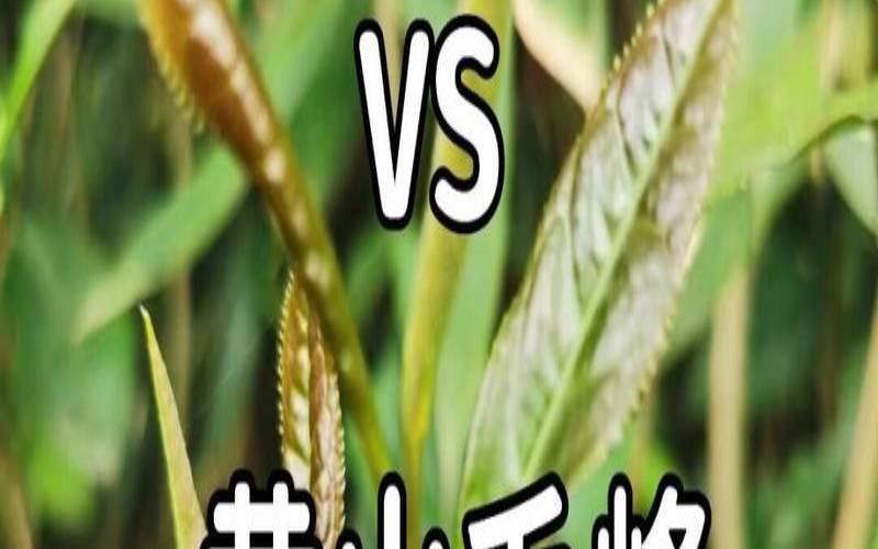 黄山毛峰是绿茶么,黄山毛尖是绿茶还是红茶 黄山毛峰是绿茶么,黄山毛尖是绿茶还是红茶