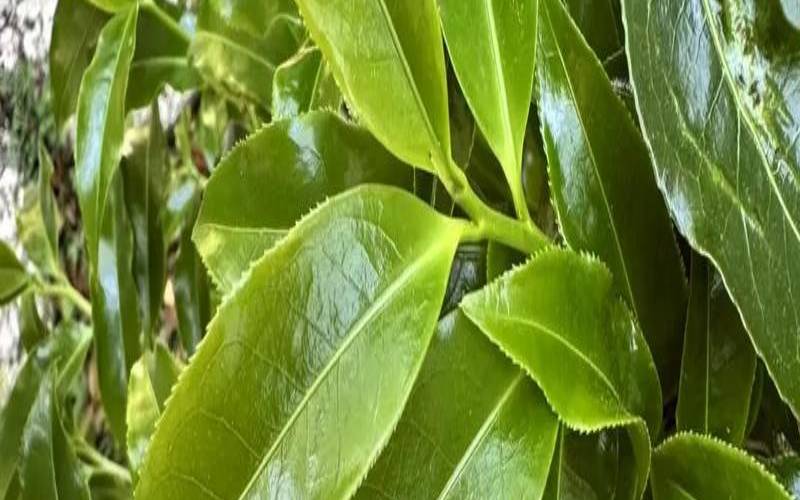 古树红茶的口感和香气,古树茶和小树茶的区别 古树红茶的口感和香气,古树茶和小树茶的区别