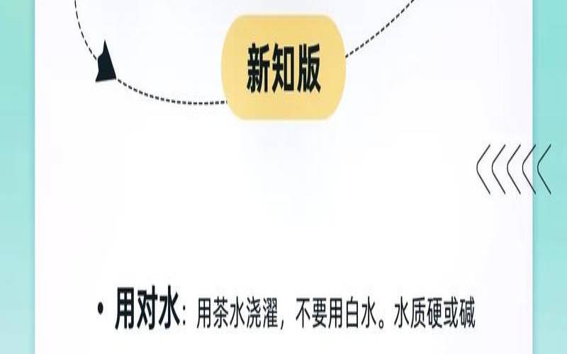 养茶宠怎么养,家里适合养什么茶宠最好