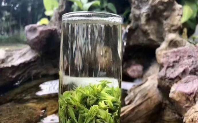 峨眉山茶的功效,峨眉山野生茶的功能 峨眉山茶的功效,峨眉山野生茶的功能