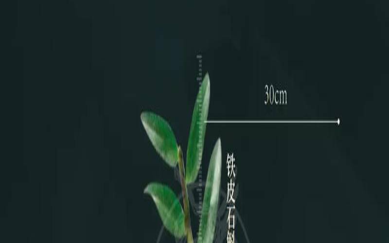 霍山石斛怎么吃能降血糖,霍山米斛功效