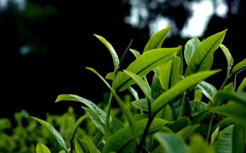 老帕卡茶的功效和作用,帕沙古树茶是哪个茶区的