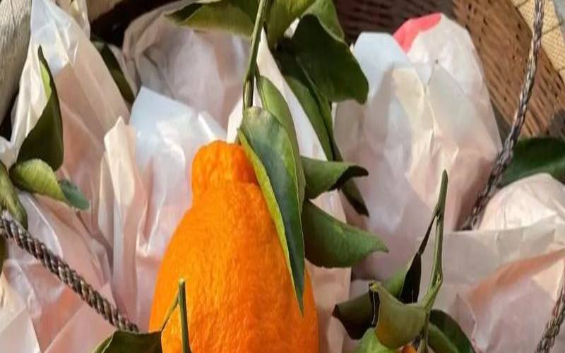 小柑橘普洱茶多少钱一斤,丑橘多少钱一斤 小柑橘普洱茶多少钱一斤,丑橘多少钱一斤