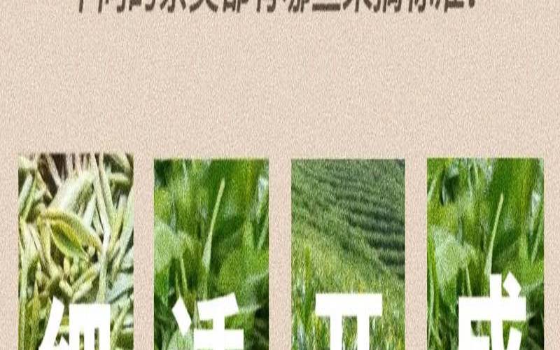 茶叶是由谁采摘的英文,茶叶采摘标准