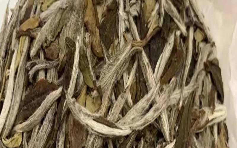 福鼎白茶生长季节,福鼎白茶夏茶采摘时间 福鼎白茶生长季节,福鼎白茶夏茶采摘时间