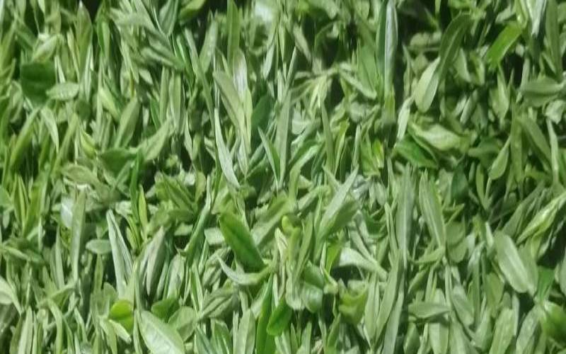 云南大石桥茶坊怎样,云南最有名的茶叶是什么茶