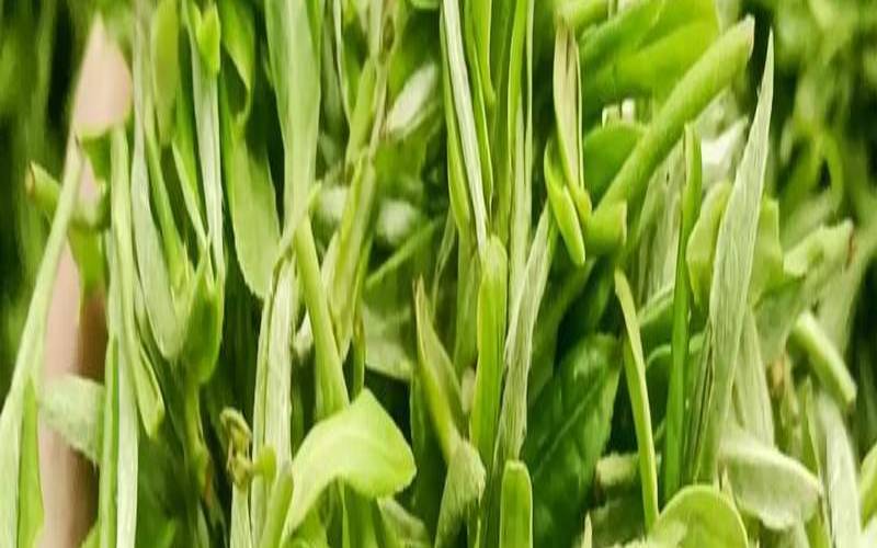 遵义毛峰茶的特点,恩施玉露属于什么茶