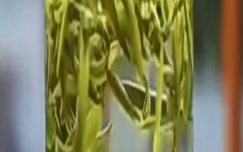 绿杨春茶叶一般多少钱,最好的茶叶多少钱一斤