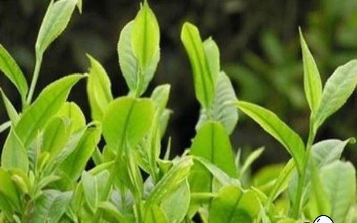 马黛茶是什么茶有什么功效,马黛茶什么时候喝最好