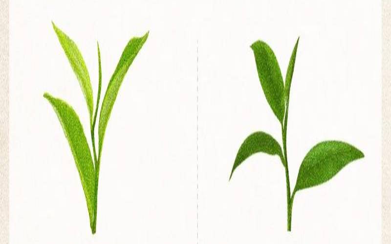 你还知道哪些茶道文化,四大茶道流派指什么 你还知道哪些茶道文化,四大茶道流派指什么