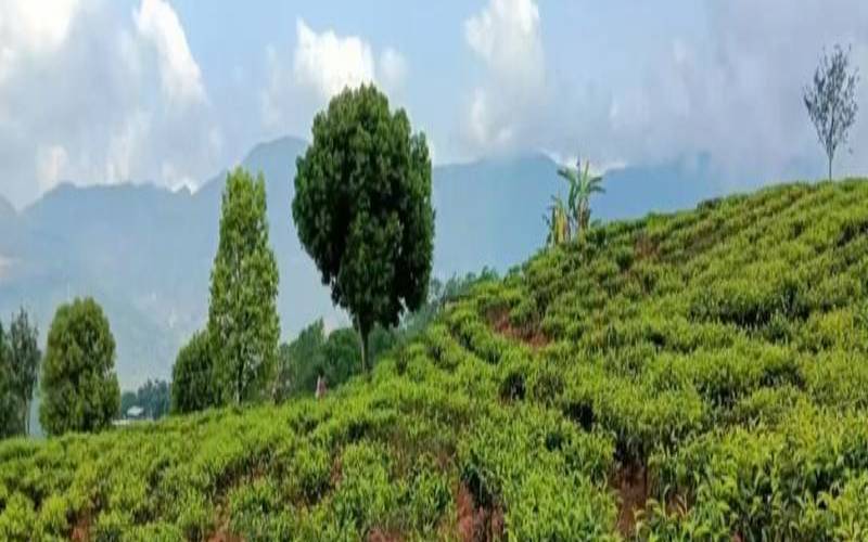 普洱茶张白毛(白茶 白毛)，普洱茶白毛还能喝吗