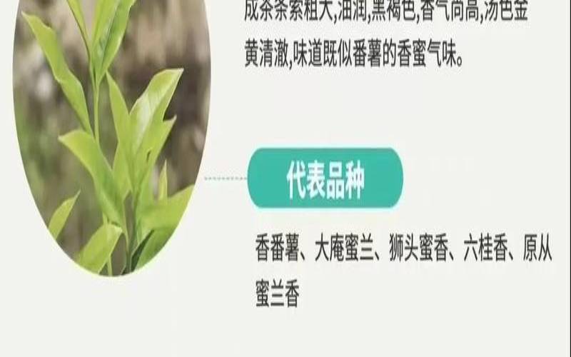 凤凰单枞茶有什么功效,凤凰单丛茶简介功效