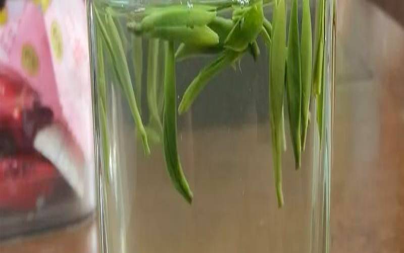 雨花茶是什么形状,雨花茶属于什么档次 雨花茶是什么形状,雨花茶属于什么档次