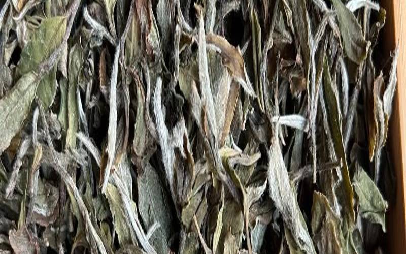 福鼎大白茶是红茶还是绿茶,福鼎白茶大毫茶价格 福鼎大白茶是红茶还是绿茶,福鼎白茶大毫茶价格