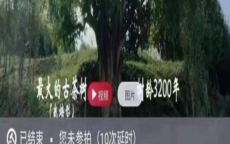 永德古树茶好吗,3200年古树茶价格