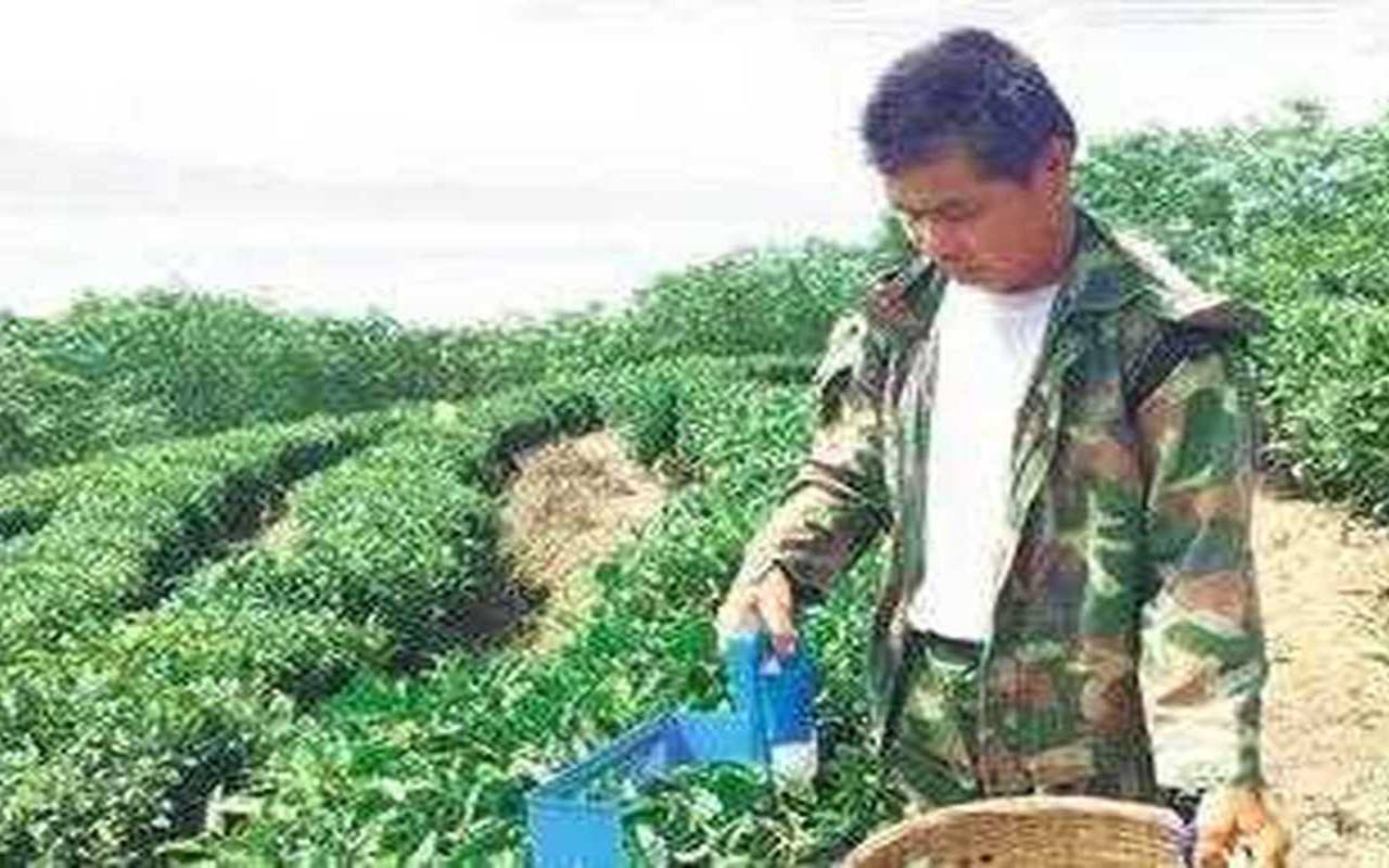 一芽一叶采茶机视频,独芽采茶机多少钱一台