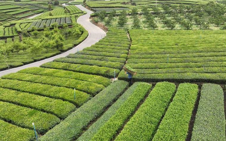 夹江县茶叶种植面积，乐山茶叶产地在哪些地方