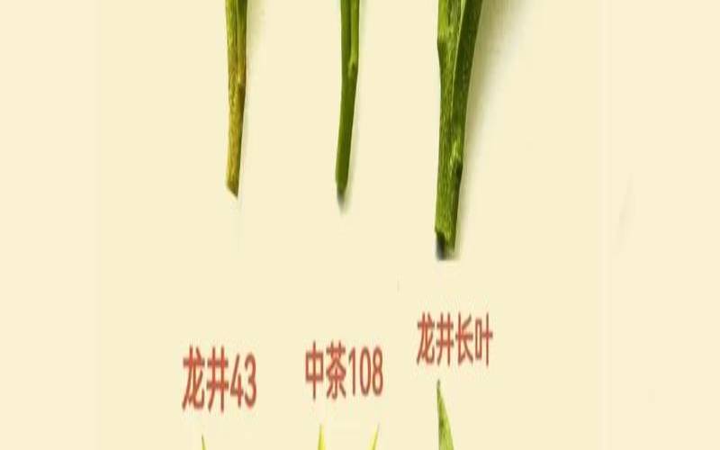 竹叶青和龙井茶哪个好,竹叶青为什么比龙井贵