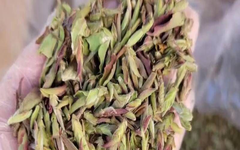 古树紫芽普洱茶功效,普洱生茶和普洱熟茶 古树紫芽普洱茶功效,普洱生茶和普洱熟茶