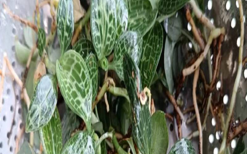 青茶的做青工艺,碧螺春大叶好还是小叶好 青茶的做青工艺,碧螺春大叶好还是小叶好