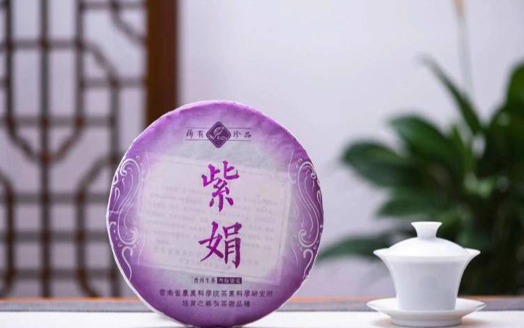 云南普洱紫茶是紫色的吗,什么茶叶好喝 云南普洱紫茶是紫色的吗,什么茶叶好喝