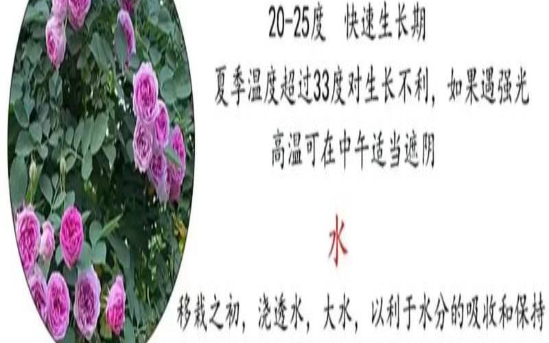 月季花的养殖技术,爬藤月季最忌三种东西 月季花的养殖技术,爬藤月季最忌三种东西
